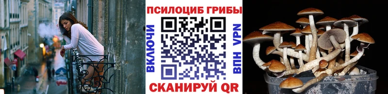цена   Серпухов  ссылка на мегу маркетплейс  Псилоцибиновые грибы Cubensis 